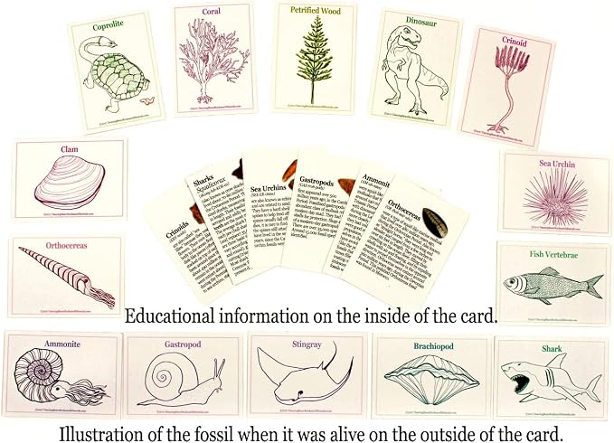 DANCING BEAR Fossil Collection Sorting Activity Kit with Over 100 Pcs (More Than 20 Different Fossil Varieties!), Educational ID Sheet, Color ID Cards, Bags, Magnifying Glass, and Shark Teeth