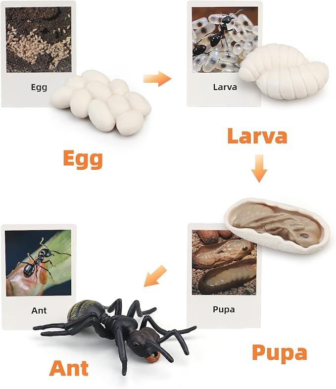 Montessori Life Cycle Animal Figurines Learning & Education Toys, Plastic Insect Life Cycle Toys for Kids, Preschool Learning Activities (Plant Bee Ant)
