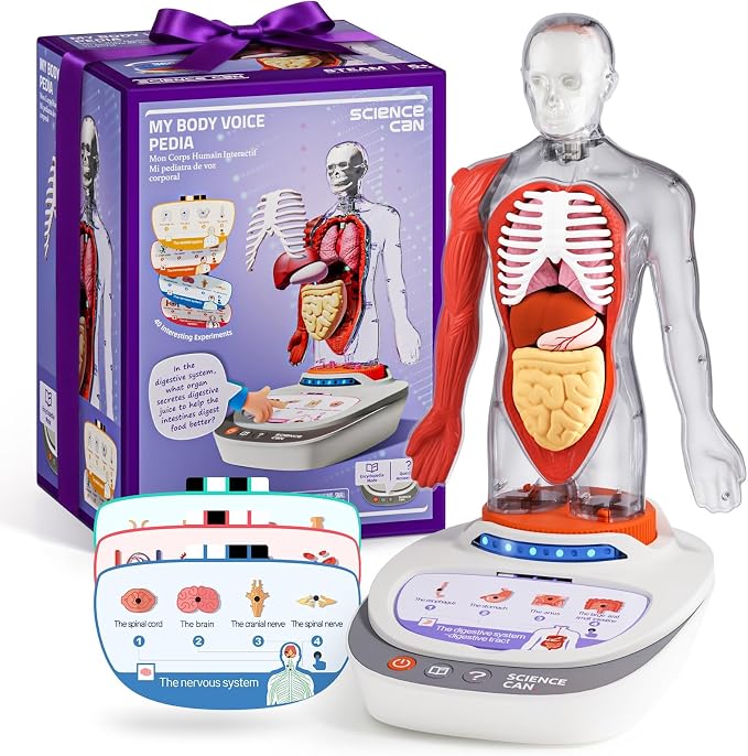 Science Can Human Body Model for Kids, Interactive Anatomy Learning Toys | 11" Human Anatomy Model, Knowledge/Quiz Mode, 15pcs Removable Parts, Learning Booklet, Educational Toy, Gifts for Kids Age 6+
