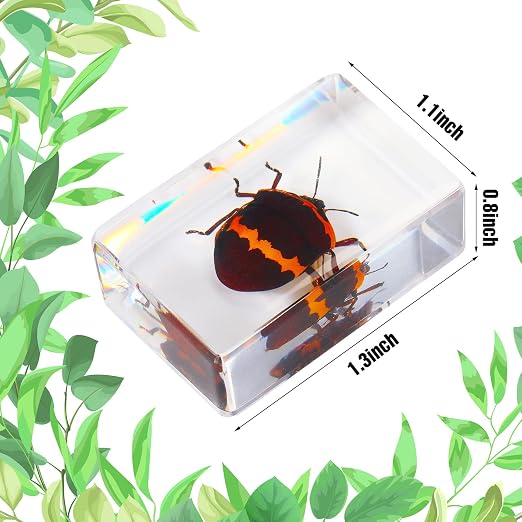 12 Pcs Insect Specimens for Kids Bug Collection Kit Real Specimens of Various Butterflies Beetles, Kids Biology Science Educational Toy, Back to School Gift for Classroom Teacher Student(Cricket)