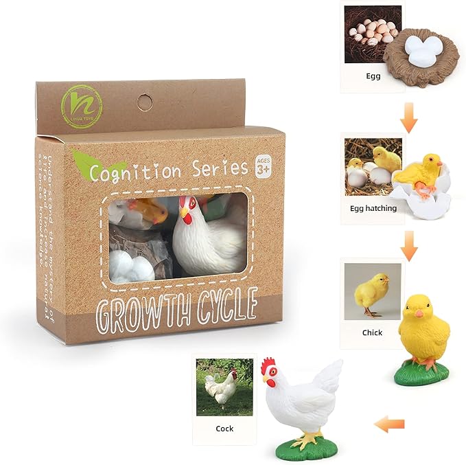 Montessori Chicken Life Cycle with Flash Cards, Realistic Animal Figurines Toy, Animal Educational Matching Game for 3+ Year Old Kids (Cock)