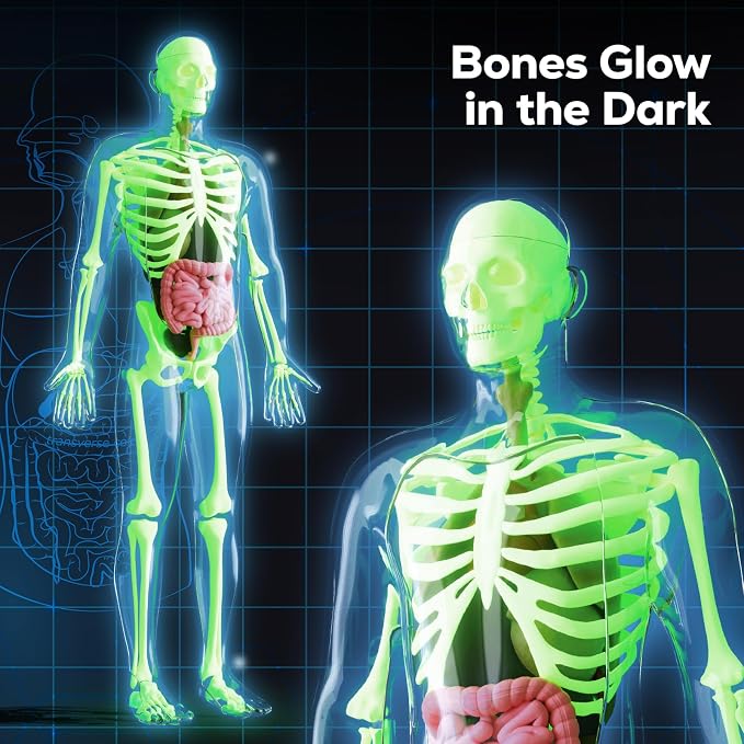 GobiDex Human Body Skeleton Model Kit, Glow in The Dark Science Kit for Kid | 40 Piece Anatomy Figure, STEM Educational Toys for Boys and Girls, Halloween Physiology Gifts for Kids Ages 8+