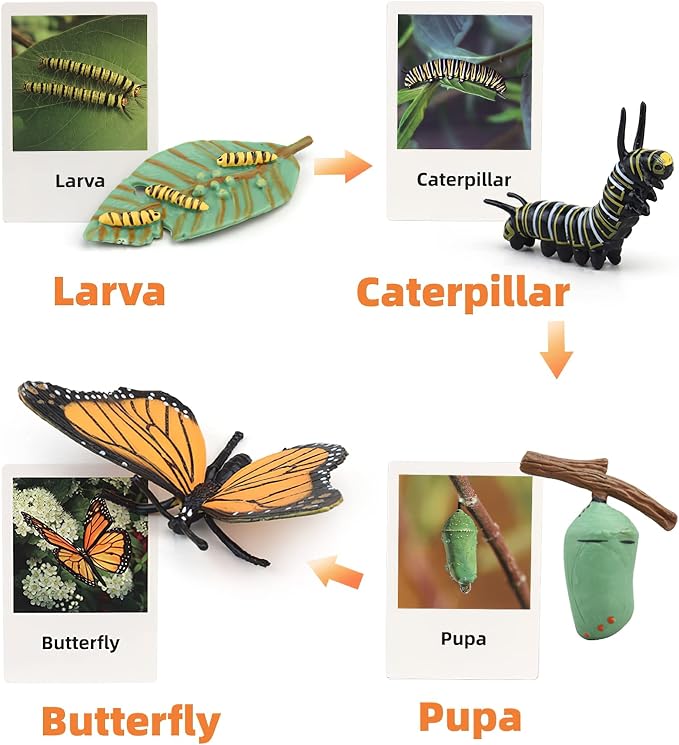 Montessori Life Cycle Learning & Education Toys, Plastic Insect Ladybug Monarch Butterfly Tadpole to Frog Kit, Preschool Learning Activities