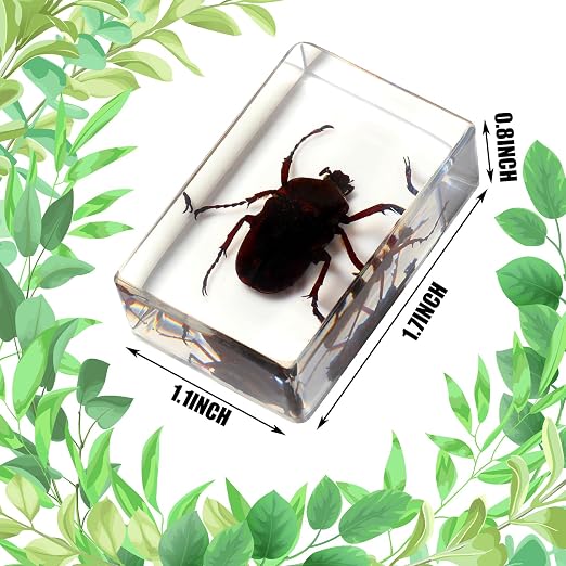 12 Pcs Insect Specimens for Kids Bug Collection Kit Real Specimens of Various Butterflies Beetles, Kids Biology Science Educational Toy, Back to School Gift for Classroom Teacher Student(Glowworm)