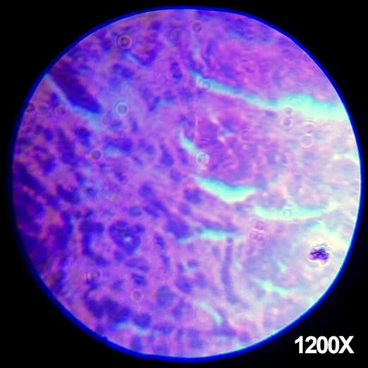 AmScope M30-ABS-KT1-WM 240X-480X-1200X Metal Arm Compound Microscope Kit | 120X-240X Magnification Range Compound Biological Microscope