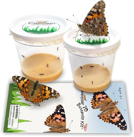 10 Live Caterpillars for Butterfly Kits, Painted Lady Refill with Food | Watch caterpillar to butterfly metamorphosis: includes food, instructions, hands-on science for kids, guaranteed live arrival