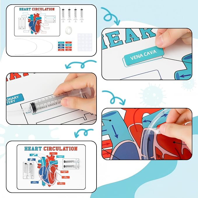 24 Set Stem Heart Circulation Activity Learning Craft Kit Heart Model | 17" x 11" Back to School Science Classroom Must Haves Practice Anatomy, Heart Blood Circulation Learning for Teacher Home VBS