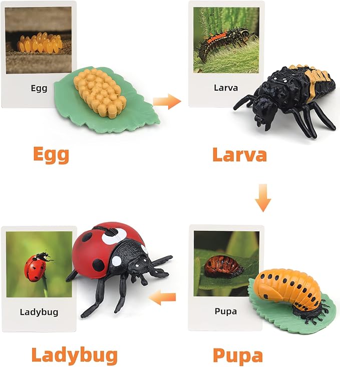 Montessori Life Cycle Learning & Education Toys, Plastic Insect Ladybug Monarch Butterfly Tadpole to Frog Kit, Preschool Learning Activities