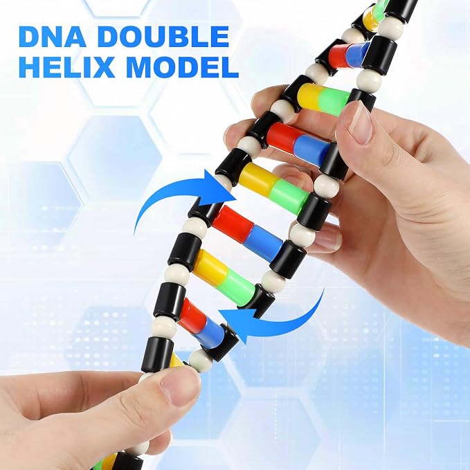 iplusmile DNA Model Kit Double Helix Structure, 3D Science Teaching Instrument for Biology Class, Genetics Learning Educational Toy for Students Kids Assembly Display