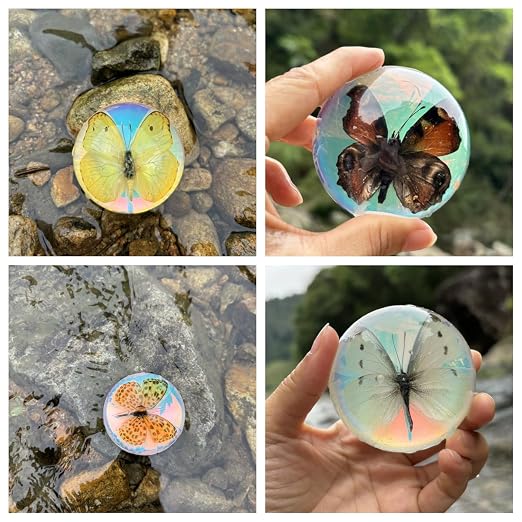 Real Butterfly Specimen in Resin,Insect Specimens for Education | Real resin butterfly & insect specimens. Great for education, biology study, insect lovers.