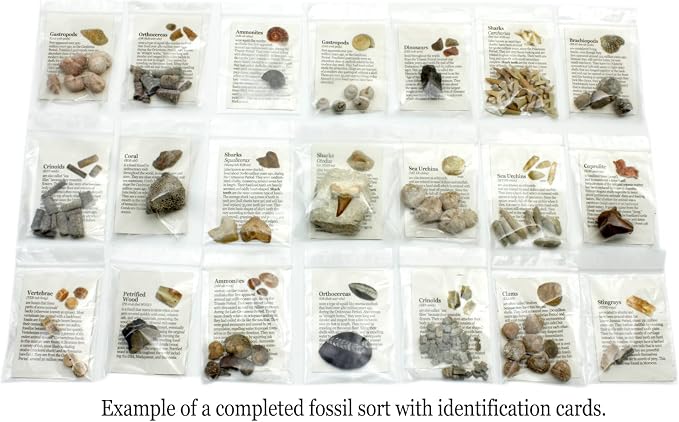 DANCING BEAR Fossil Collection Sorting Activity Kit with Over 100 Pcs (More Than 20 Different Fossil Varieties!), Educational ID Sheet, Color ID Cards, Bags, Magnifying Glass, and Shark Teeth