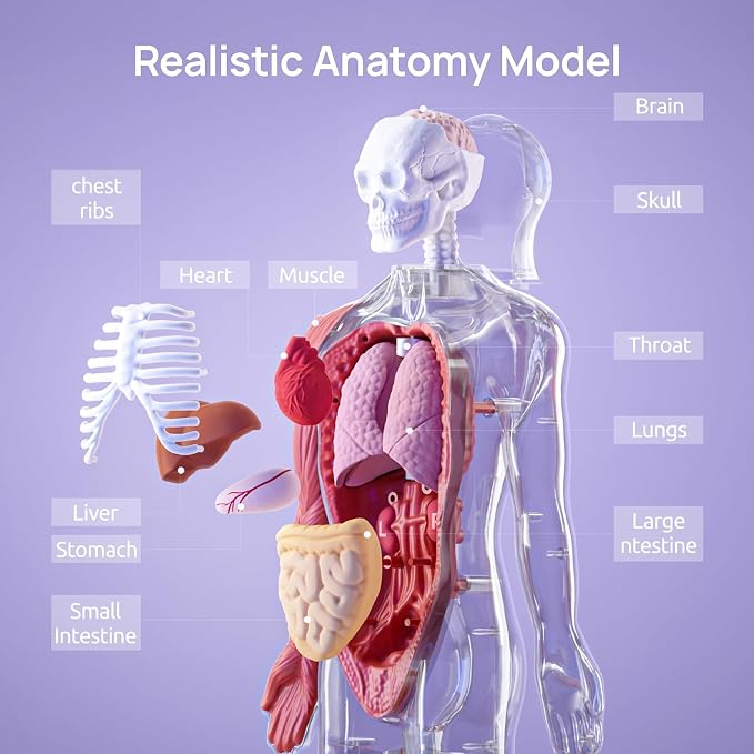 Science Can Human Body Model for Kids, Interactive Anatomy Learning Toys | 11" Human Anatomy Model, Knowledge/Quiz Mode, 15pcs Removable Parts, Learning Booklet, Educational Toy, Gifts for Kids Age 6+