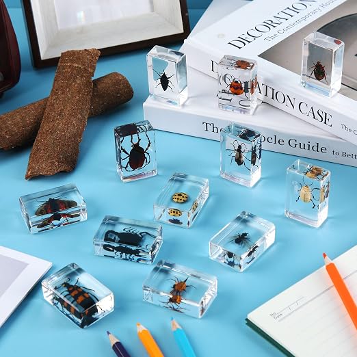 12 Pcs Insect Specimens for Kids Bug Collection Kit Real Specimens of Various Butterflies Beetles, Kids Biology Science Educational Toy, Back to School Gift for Classroom Teacher Student(Ladybug)