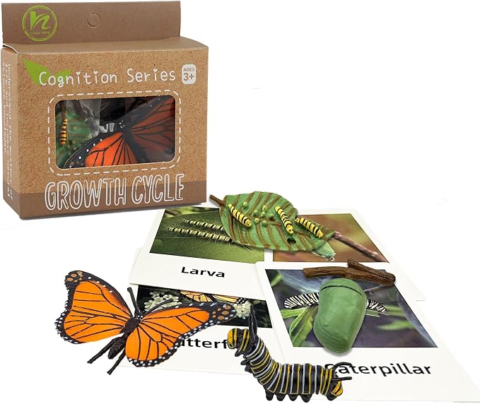 Mbrain 4pcs Butterfly Growth Cycle with Flash Cards,Life Cycle Learning & Education Toys,Montessori Toys,Gift for Girl & Boy for 3 4 5 6 7 Year Old (Butterfly)