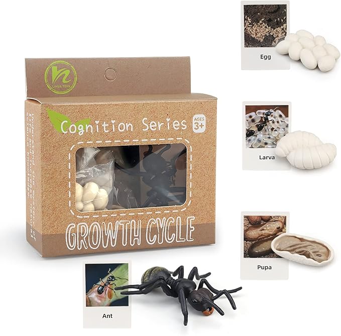 Montessori Life Cycle Animal Figures with Flash Cards, Realistic Animal Figurines Toy, Educational Matching Game for 3+ Year Old Kids (Ant)