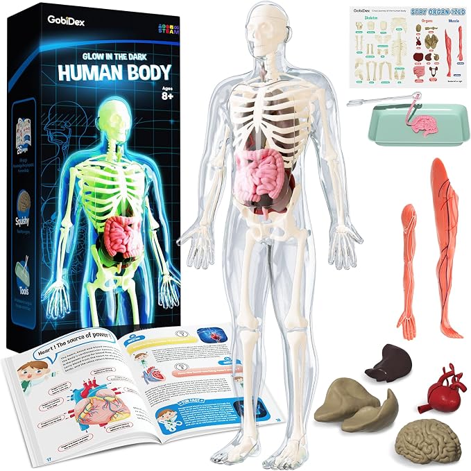GobiDex Human Body Skeleton Model Kit, Glow in The Dark Science Kit for Kid | 40 Piece Anatomy Figure, STEM Educational Toys for Boys and Girls, Halloween Physiology Gifts for Kids Ages 8+
