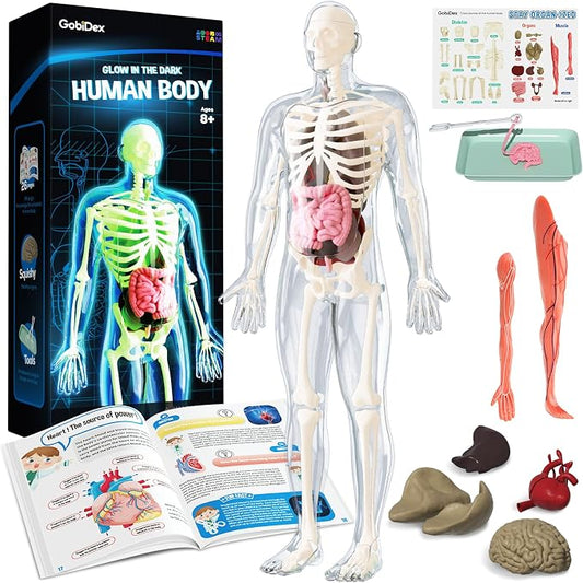 GobiDex Human Body Skeleton Model Kit, Glow in The Dark Science Kit for Kid | 40 Piece Anatomy Figure, STEM Educational Toys for Boys and Girls, Halloween Physiology Gifts for Kids Ages 8+