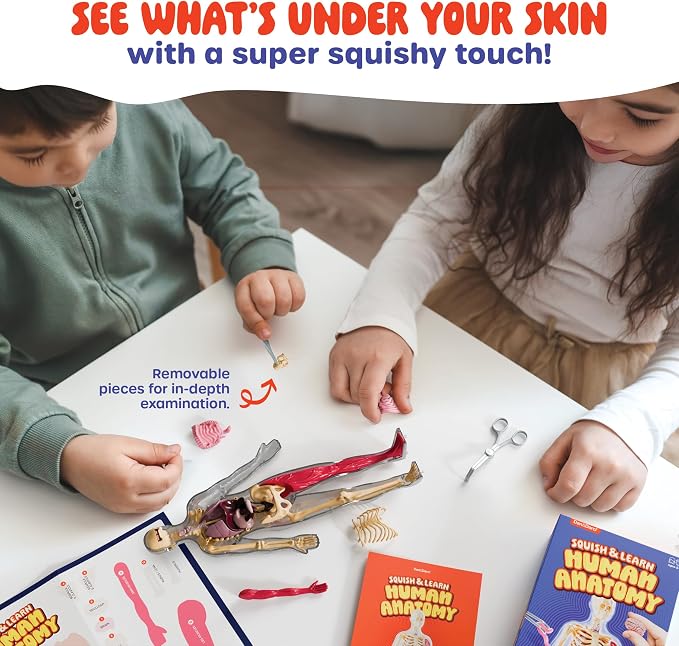 Human Anatomy Squishy Body Model - STEM Science Kits for Kids Ages 4-8 | STEM Toys for 4 5 6 7 8 Year Old Boy Birthday Gift - Learning Educational Toys for Ages 5-7 Boys Gifts - Skeleton Parts