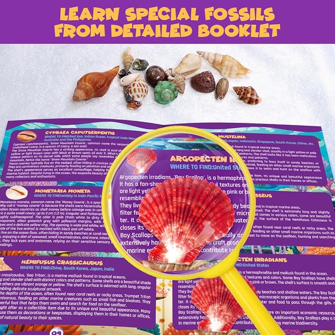 PIBEX Ocean Fossil Dig Kit, Dig up 20+ Real Shells & Seasnails, STEM Educational Activity Set Sea Creatures Excavation Toy for Kids, Marine Biology Geology Science Kit, Gift for Boys and Girls Age 6+