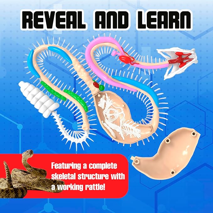 Dissect-It, Rattlesnake Dissection Kit, STEM Toys for Kids, Ages 6+ | Rattlesnake Anatomy, Examine Realistic Organs & Complete Skeleton, Then Rebuild with 2 Gel Refill Packs for STEM Learning