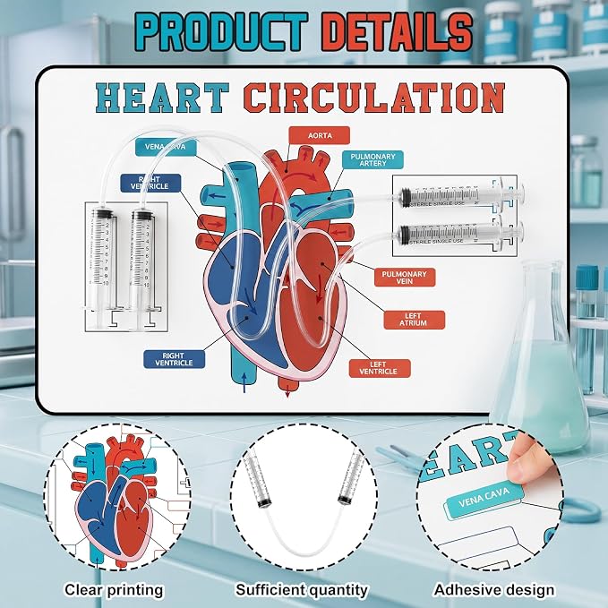 24 Set Stem Heart Circulation Activity Learning Craft Kit Heart Model | 17" x 11" Back to School Science Classroom Must Haves Practice Anatomy, Heart Blood Circulation Learning for Teacher Home VBS