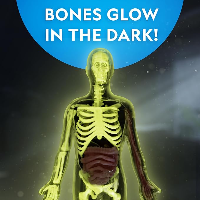 National Geographic Human Body Model for Kids 32-Piece Anatomy Set | Glow-in-the-Dark Bones, Organs & Muscles, Forceps and ID Chart, Anatomy and Physiology Learning, STEM Toy, Birthday Gift
