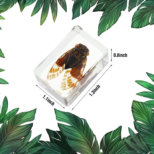 12 Pcs Insect Specimens for Kids Bug Collection Kit Real Specimens of Various Butterflies Beetles, Kids Biology Science Educational Toy, Back to School Gift for Classroom Teacher Student(Butterfly)