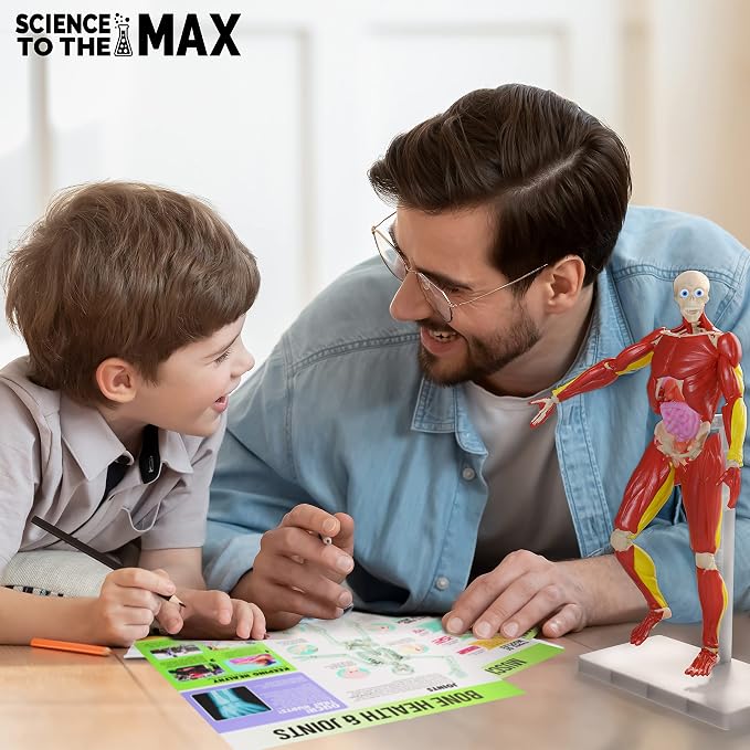 Be Amazing! Toys Interactive Human Body Anatomy Figure, 60 Pieces, Ages 8+ | Fully Poseable, 14" Tall Model, 60 Pieces with Removable Muscles, Organs, Bones - Educational STEM Toy for Boys & Girls 8+