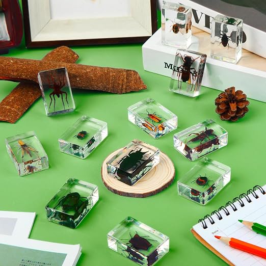 12 Pcs Insect Specimens for Kids Bug Collection Kit Real Specimens of Various Butterflies Beetles, Kids Biology Science Educational Toy, Back to School Gift for Classroom Teacher Student(Insect)
