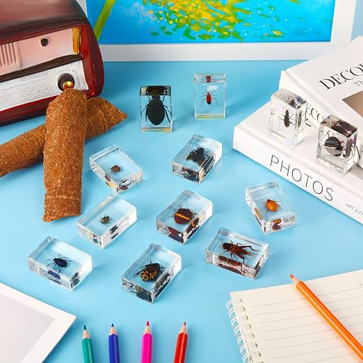 12 Pcs Insect Specimens for Kids Bug Collection Kit Real Specimens of Various Butterflies Beetles, Kids Biology Science Educational Toy, Back to School Gift for Classroom Teacher Student(Cricket)