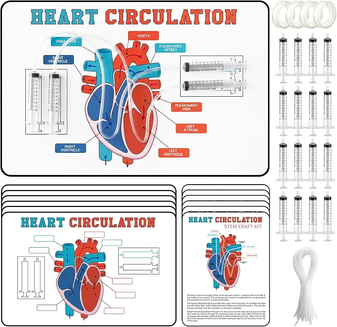 24 Set Stem Heart Circulation Activity Learning Craft Kit Heart Model | 17" x 11" Back to School Science Classroom Must Haves Practice Anatomy, Heart Blood Circulation Learning for Teacher Home VBS