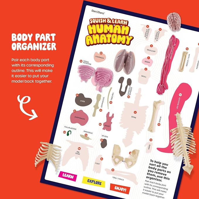 Human Anatomy Squishy Body Model - STEM Science Kits for Kids Ages 4-8 | STEM Toys for 4 5 6 7 8 Year Old Boy Birthday Gift - Learning Educational Toys for Ages 5-7 Boys Gifts - Skeleton Parts