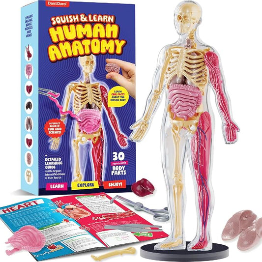 Human Anatomy Squishy Body Model - STEM Science Kits for Kids Ages 4-8 | STEM Toys for 4 5 6 7 8 Year Old Boy Birthday Gift - Learning Educational Toys for Ages 5-7 Boys Gifts - Skeleton Parts
