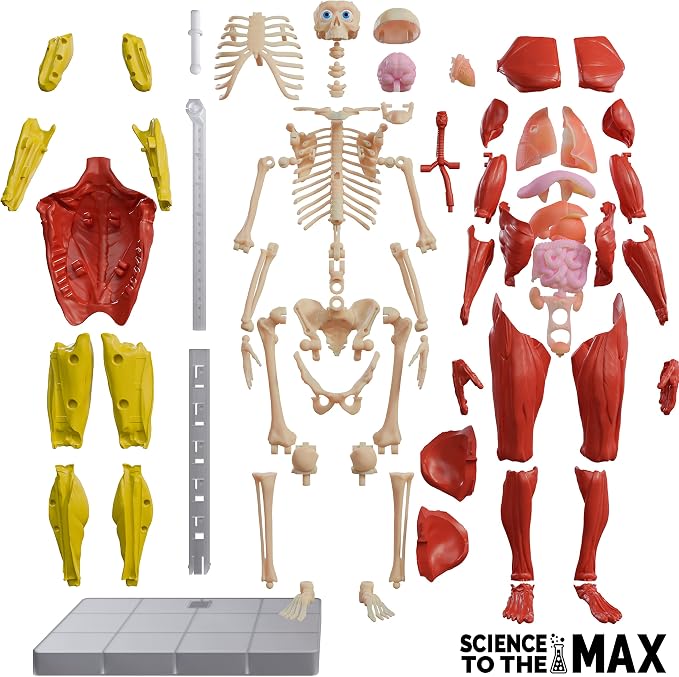 Be Amazing! Toys Interactive Human Body Anatomy Figure, 60 Pieces, Ages 8+ | Fully Poseable, 14" Tall Model, 60 Pieces with Removable Muscles, Organs, Bones - Educational STEM Toy for Boys & Girls 8+