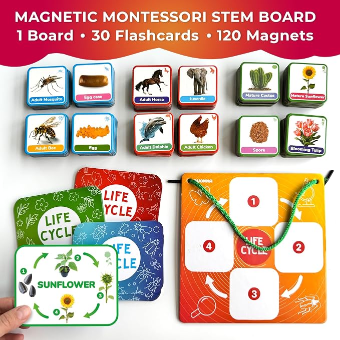 Life Cycle Toys for Kids — Magnetic Flash Cards Science Kits for Kids 3-5 | Montessori Kit with 30 Toddler Science Activities — 120 Magnetic Animal Learning Materials for Preschool Classroom