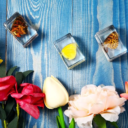 12 Pcs Insect Specimens for Kids Bug Collection Kit Real Specimens of Various Butterflies Beetles, Kids Biology Science Educational Toy, Back to School Gift for Classroom Teacher Student(Butterfly)