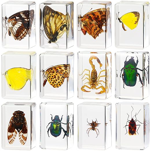 12 Pcs Insect Specimens for Kids Bug Collection Kit Real Specimens of Various Butterflies Beetles, Kids Biology Science Educational Toy, Back to School Gift for Classroom Teacher Student(Butterfly)