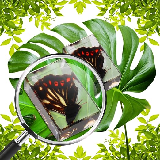 12 Pcs Insect Specimens for Kids Bug Collection Kit Real Specimens of Various Butterflies Beetles, Kids Biology Science Educational Toy, Back to School Gift for Classroom Teacher Student(Glowworm)