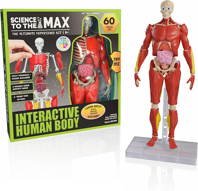 Be Amazing! Toys Interactive Human Body Anatomy Figure, 60 Pieces, Ages 8+ | Fully Poseable, 14" Tall Model, 60 Pieces with Removable Muscles, Organs, Bones - Educational STEM Toy for Boys & Girls 8+