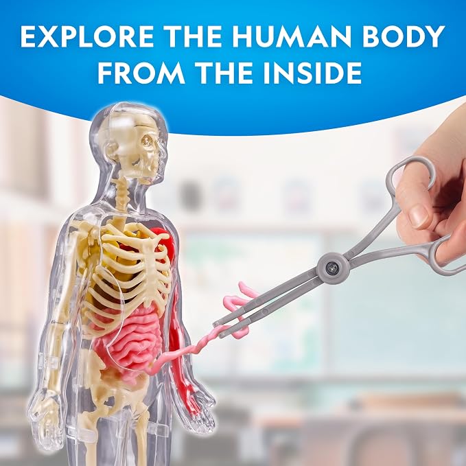 National Geographic Human Body Model for Kids 32-Piece Anatomy Set | Glow-in-the-Dark Bones, Organs & Muscles, Forceps and ID Chart, Anatomy and Physiology Learning, STEM Toy, Birthday Gift