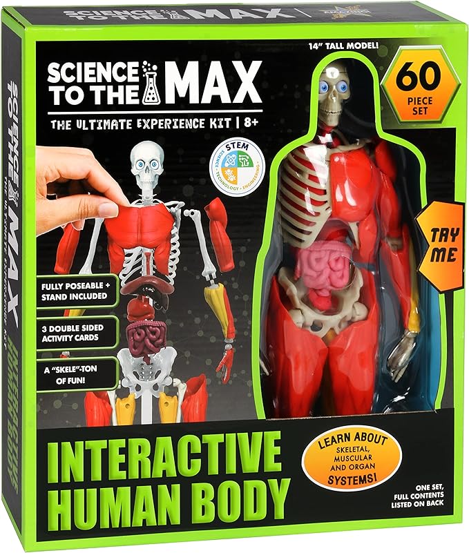 Be Amazing! Toys Interactive Human Body Anatomy Figure, 60 Pieces, Ages 8+ | Fully Poseable, 14" Tall Model, 60 Pieces with Removable Muscles, Organs, Bones - Educational STEM Toy for Boys & Girls 8+