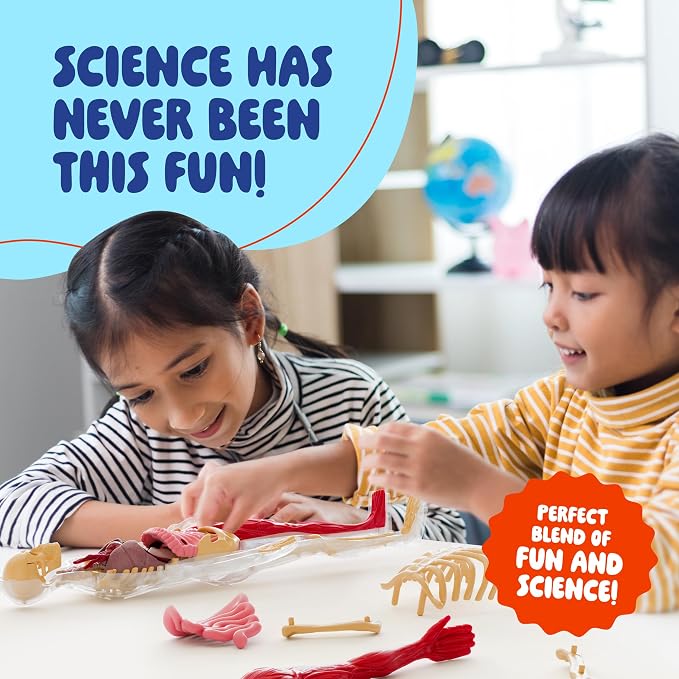 Human Anatomy Squishy Body Model - STEM Science Kits for Kids Ages 4-8 | STEM Toys for 4 5 6 7 8 Year Old Boy Birthday Gift - Learning Educational Toys for Ages 5-7 Boys Gifts - Skeleton Parts