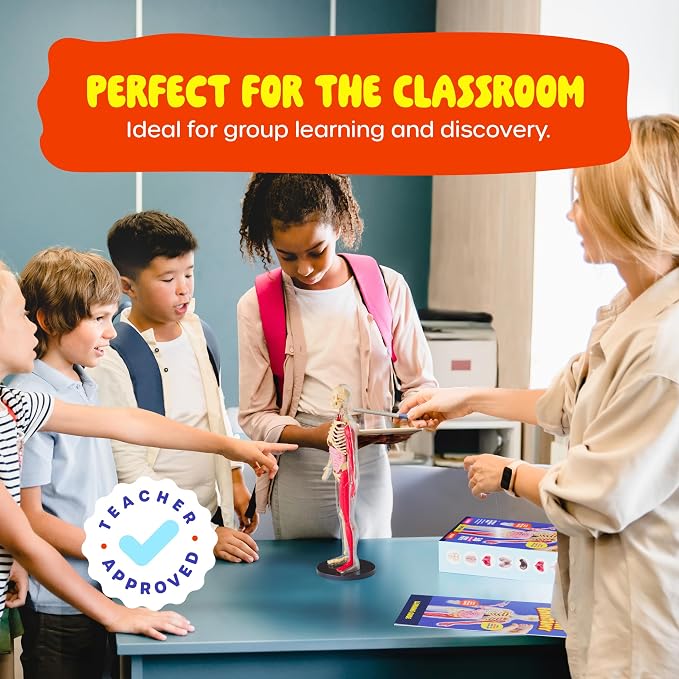 Human Anatomy Squishy Body Model - STEM Science Kits for Kids Ages 4-8 | STEM Toys for 4 5 6 7 8 Year Old Boy Birthday Gift - Learning Educational Toys for Ages 5-7 Boys Gifts - Skeleton Parts