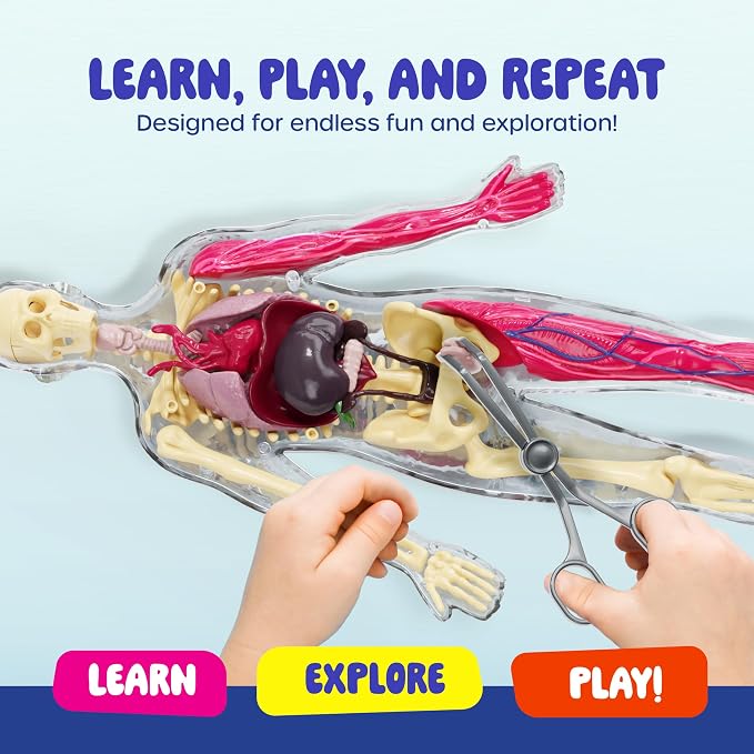 Human Anatomy Squishy Body Model - STEM Science Kits for Kids Ages 4-8 | STEM Toys for 4 5 6 7 8 Year Old Boy Birthday Gift - Learning Educational Toys for Ages 5-7 Boys Gifts - Skeleton Parts