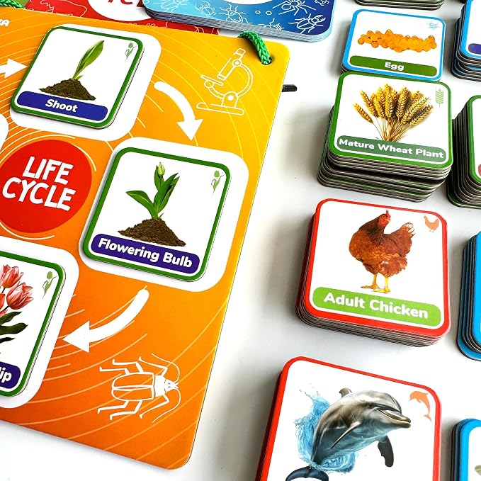 Life Cycle Toys for Kids — Magnetic Flash Cards Science Kits for Kids 3-5 | Montessori Kit with 30 Toddler Science Activities — 120 Magnetic Animal Learning Materials for Preschool Classroom