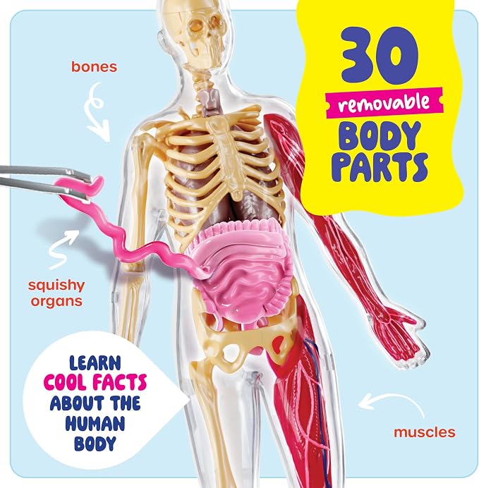 Human Anatomy Squishy Body Model - STEM Science Kits for Kids Ages 4-8 | STEM Toys for 4 5 6 7 8 Year Old Boy Birthday Gift - Learning Educational Toys for Ages 5-7 Boys Gifts - Skeleton Parts
