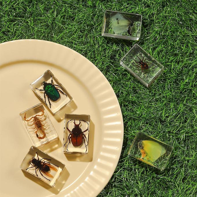 12 Pcs Insect in Resin Collection - Educational Bugs Specimen Set, for Home Desk Decor, Science Education, and Unique Display Supplies