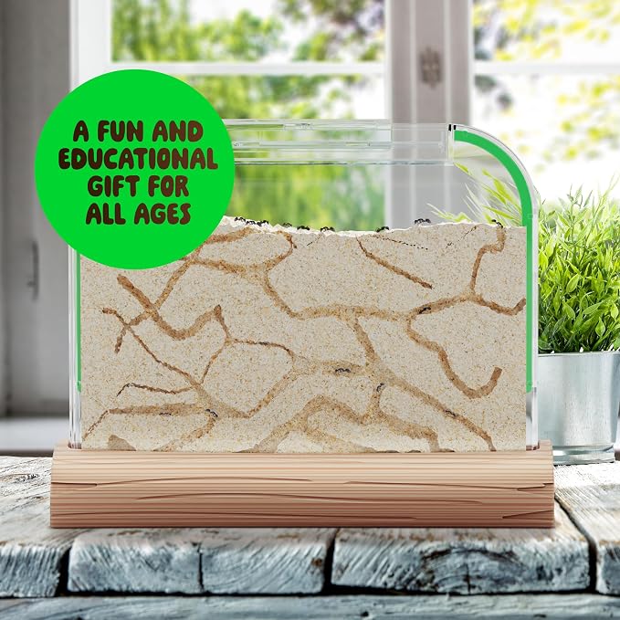 Ant Farm Kit for Kids - Farms Colony - Includes Ants Voucher - Sand Habitat | Bug Terrarium House - Educational Science Gifts for Kid - Nature Learning Toys for Boys, Girls & Adults