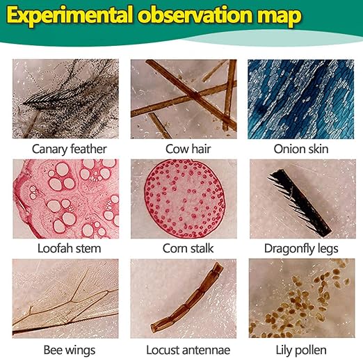 48pcs Microscope Slides with Specimens for Kids – Kids Prepared Stereo Microscope Slides for Stereo Microscope and Other, Animals Insects Plants Flowers Specimens | Prepared Stereo Microscope Slides, Animals, Insects, Plants & Flowers Specimens