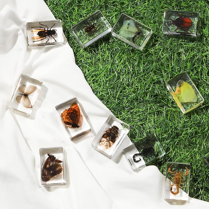 12 Pcs Insect in Resin Collection - Educational Bugs Specimen Set, for Home Desk Decor, Science Education, and Unique Display Supplies